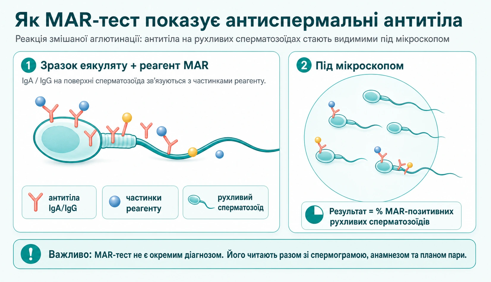 Наукова схема MAR-тесту: антиспермальні антитіла IgA IgG на сперматозоїдах і реакція змішаної аглютинації