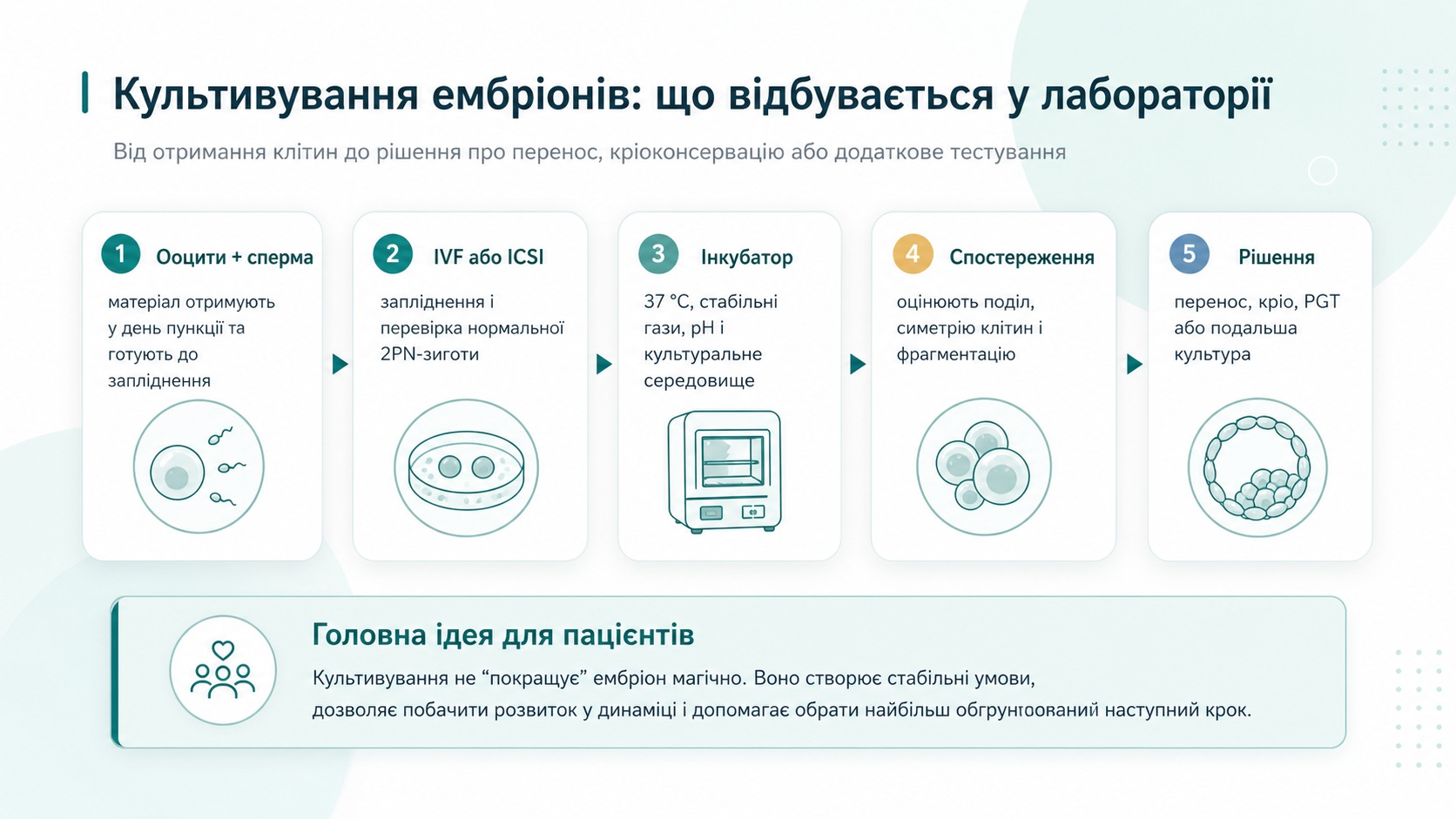 Оновлена інфографіка ChatGPT Image 2: культивування ембріонів у лабораторії після IVF або ICSI